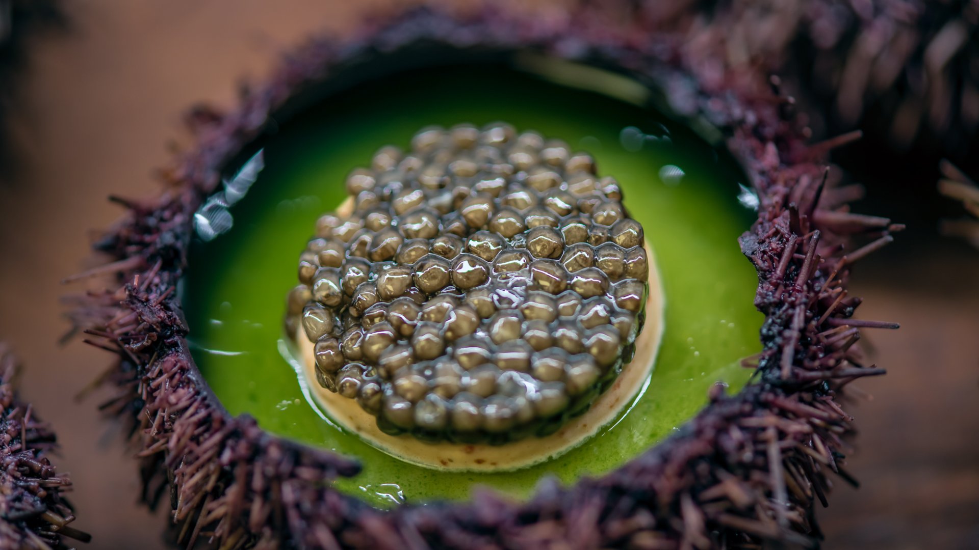 oursin caviar